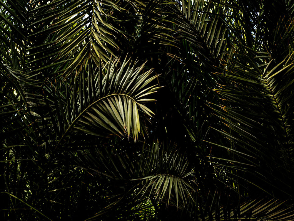 #palm #palmtrees #light #nature #marrakesh #beautiful #natural_light #leaves #photography